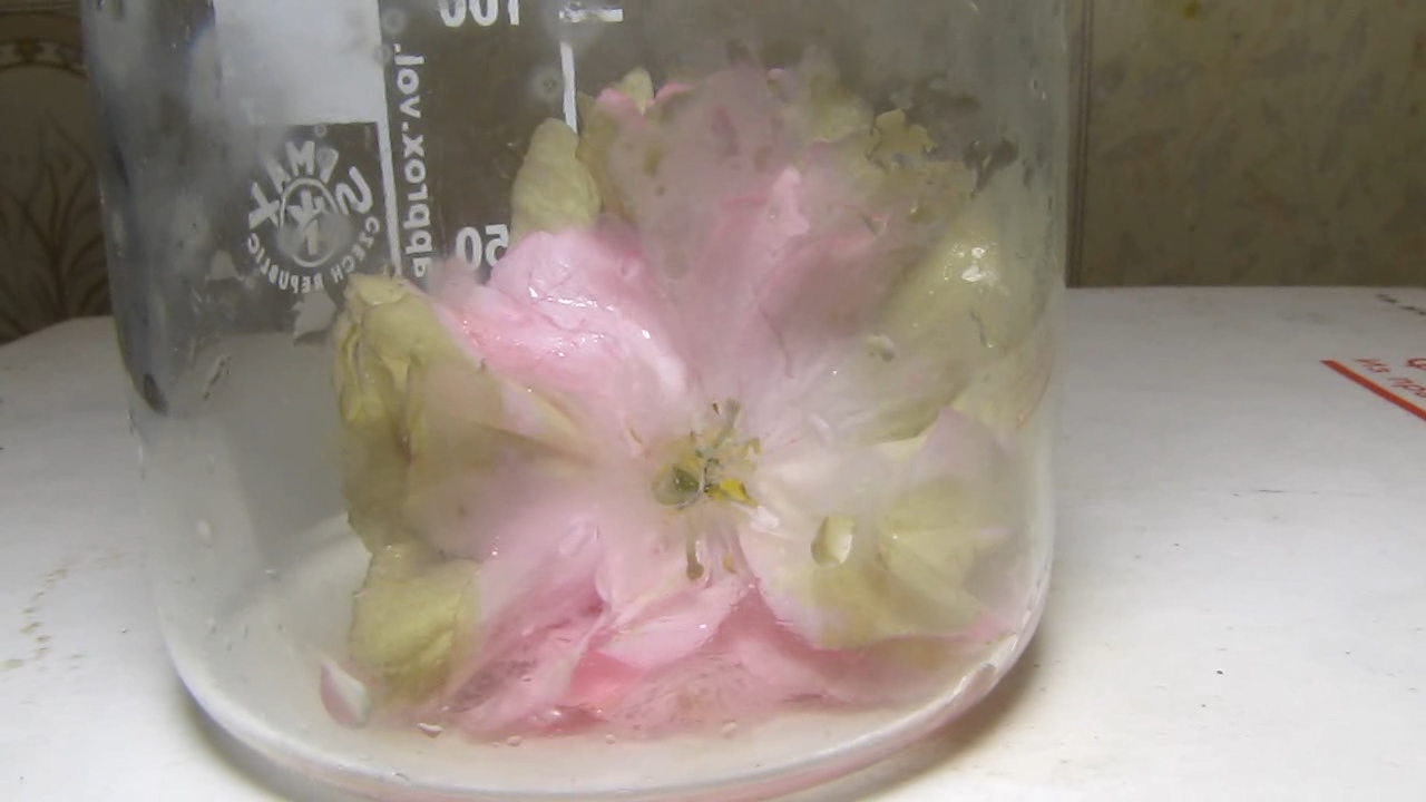 Sakura, ammonia and acetic acid